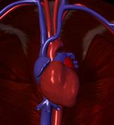Anatomical heart illustration